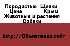 Породистые  Щенки  › Цена ­ 10 000 - Крым Животные и растения » Собаки   
